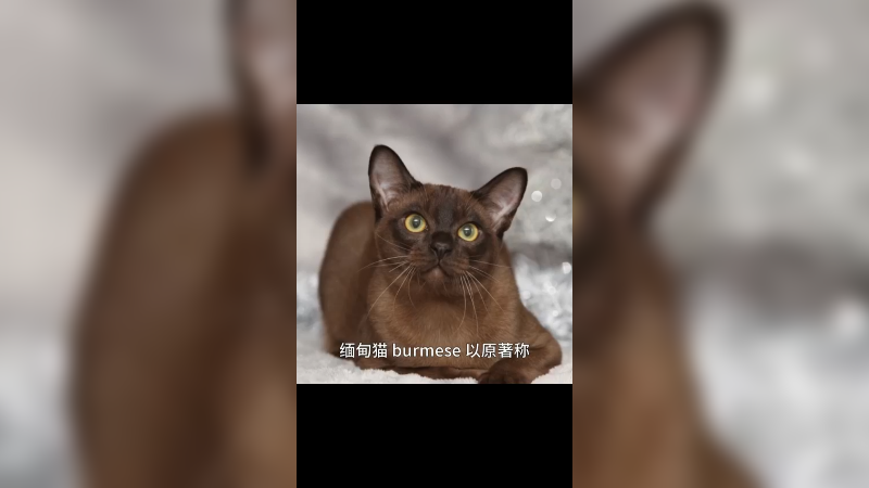 缅甸猫