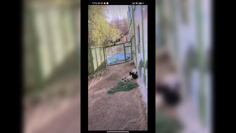 200多斤的大熊猫躺着吃竹子，美滋滋啊