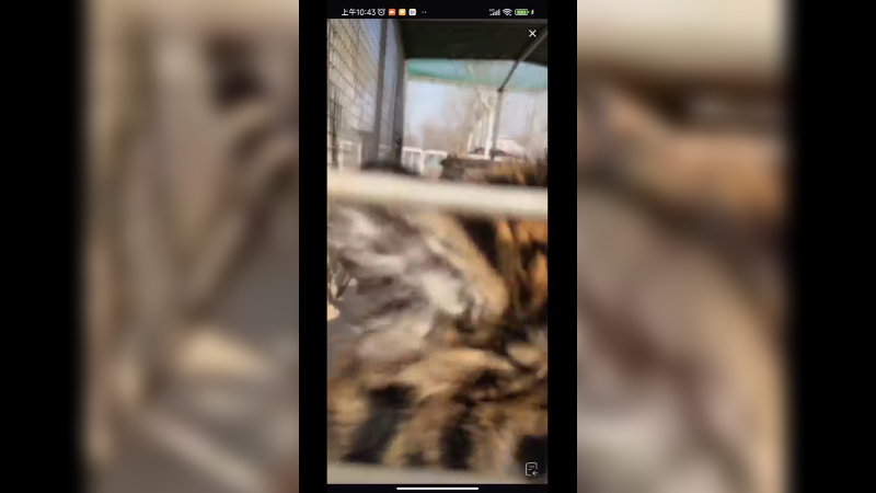 黑熊听得懂人话，黑熊精果然没说错啊