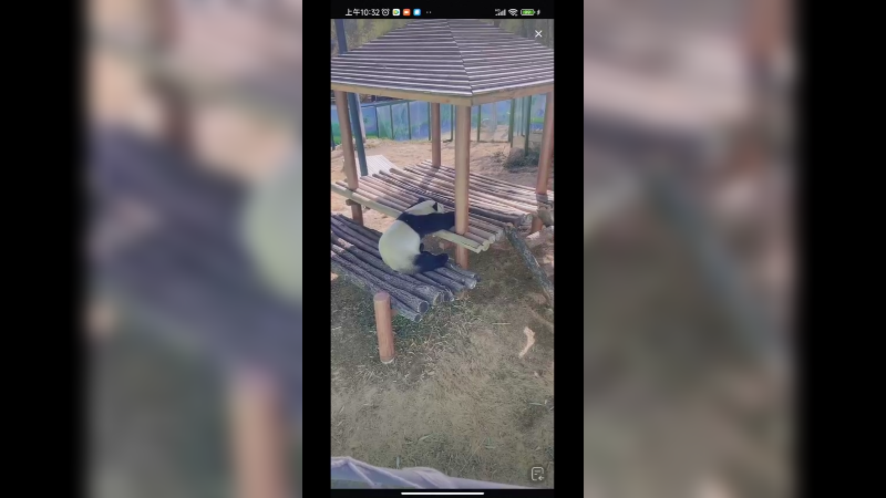 大熊猫吃饱坐着休息，思考人生