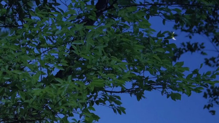 嫣雨雨发布了一个斗鱼视频2023-03-03