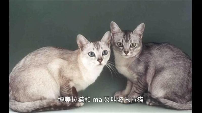 博美拉猫