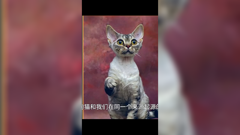 德文卷毛猫
