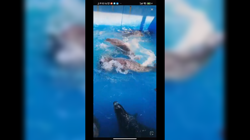 海豹在水里游泳很自在啊，还会仰泳