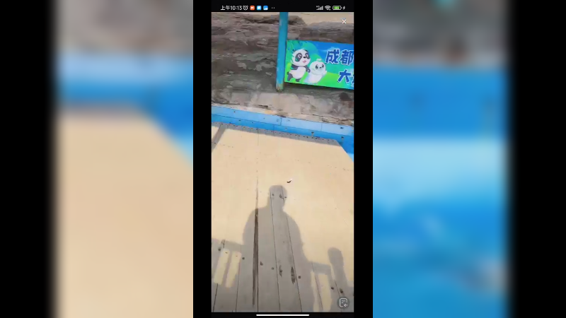 海豹争吃小鱼，很认真的啊