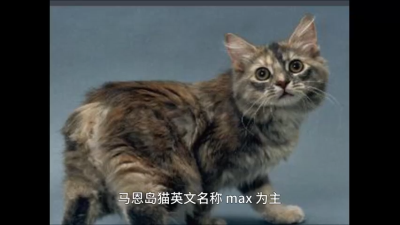 马恩岛猫