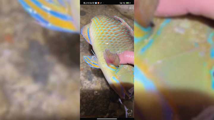 在海南赶海看到两条彩色锦鲤鱼，真好看