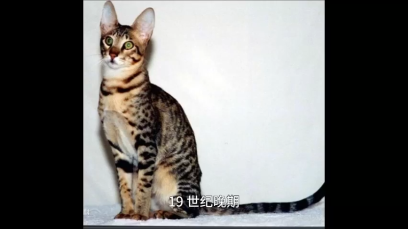 东方猫