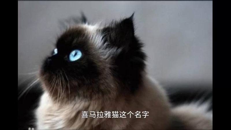 喜马拉雅猫2