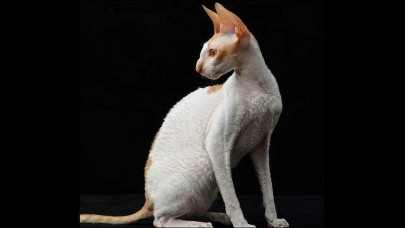 柯尼斯卷毛猫