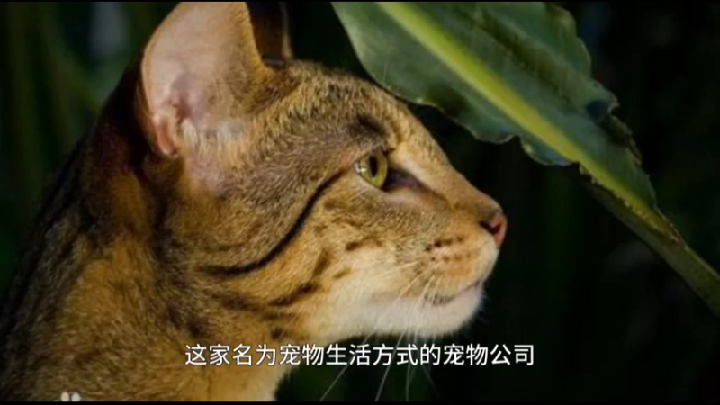 阿瑟拉猫2