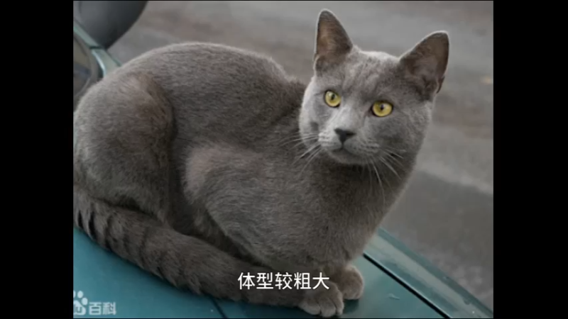 夏特尔猫