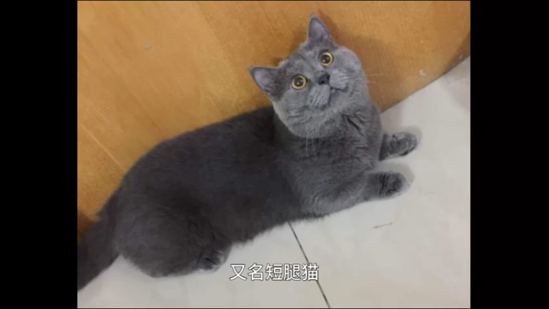 曼赤肯猫