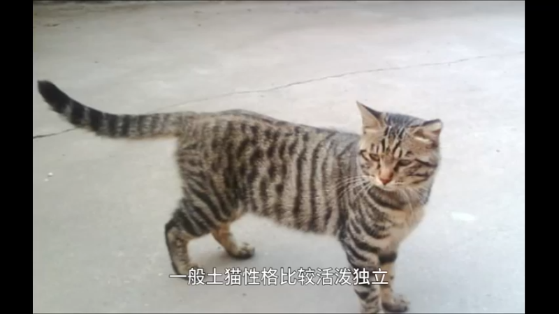 土猫
