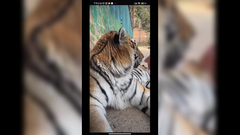 5岁多的老虎还是很可爱的，要是野外长大的就很凶了