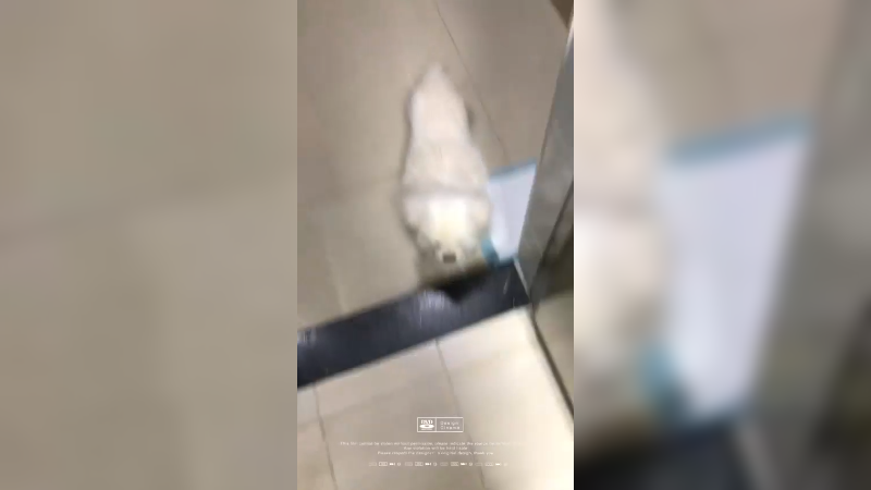 高贵的狗  不吃狗粮  特意煮饭煮肉它吃