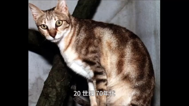 肯尼亚猫