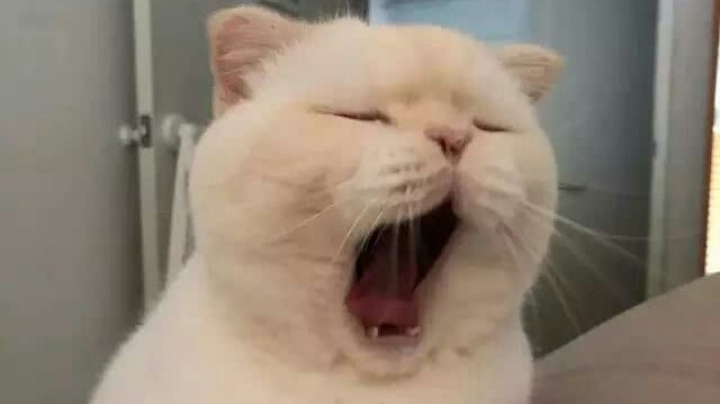 太白狗
