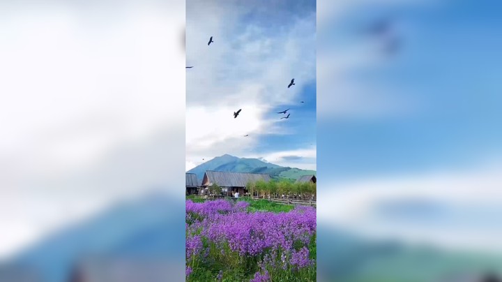 但愿春日安好，往后尽是鲜花烂漫