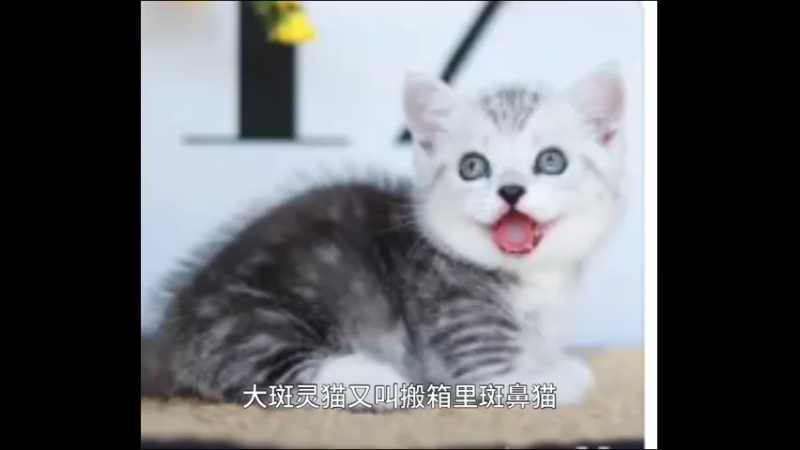 大斑灵猫