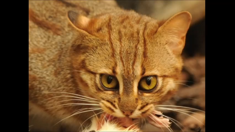 锈斑豹猫