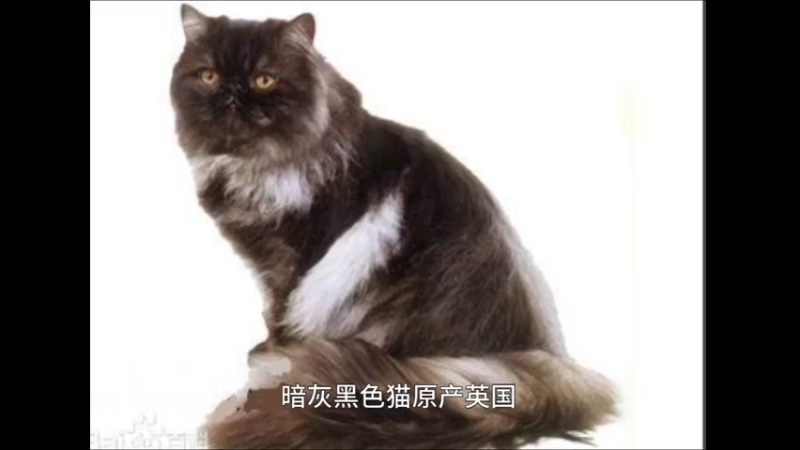 暗灰黑色猫