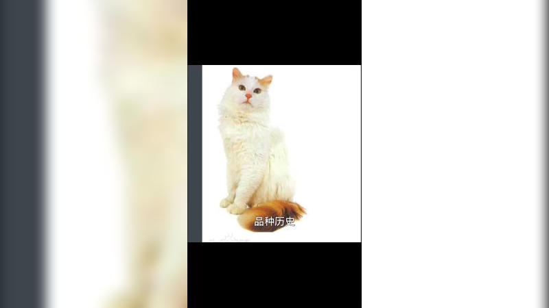 土耳其金棕色猫