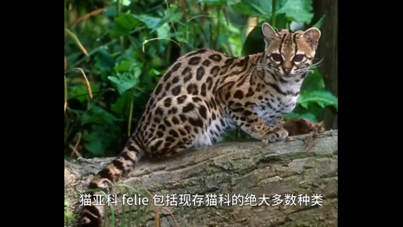 小斑猫