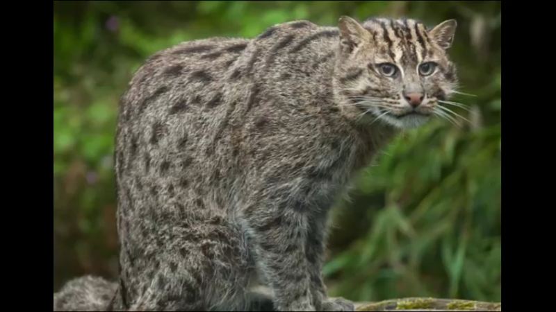 渔猫