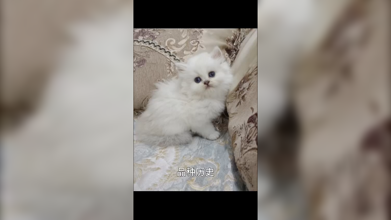 奈贝长毛猫