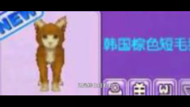 韩式棕色短毛猫