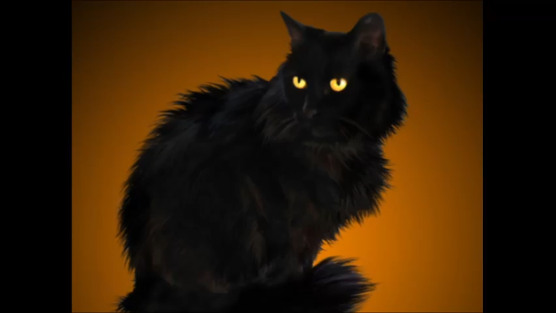 烟黑色波斯猫