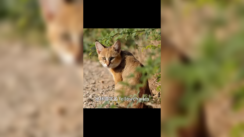 丛林猫