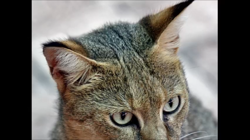 野猫