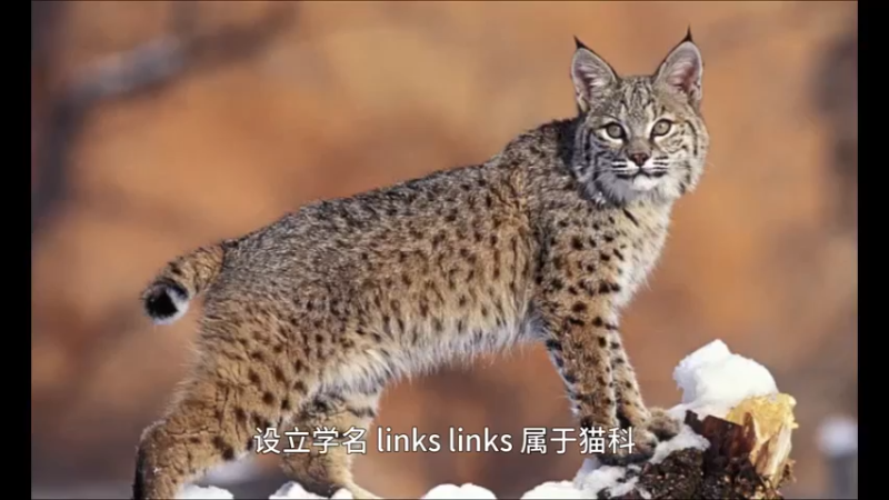 猞猁