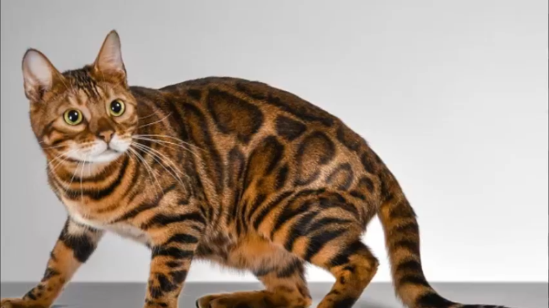 豹猫