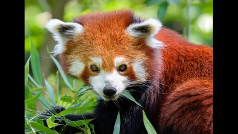小熊猫