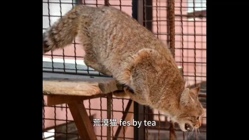 荒漠猫