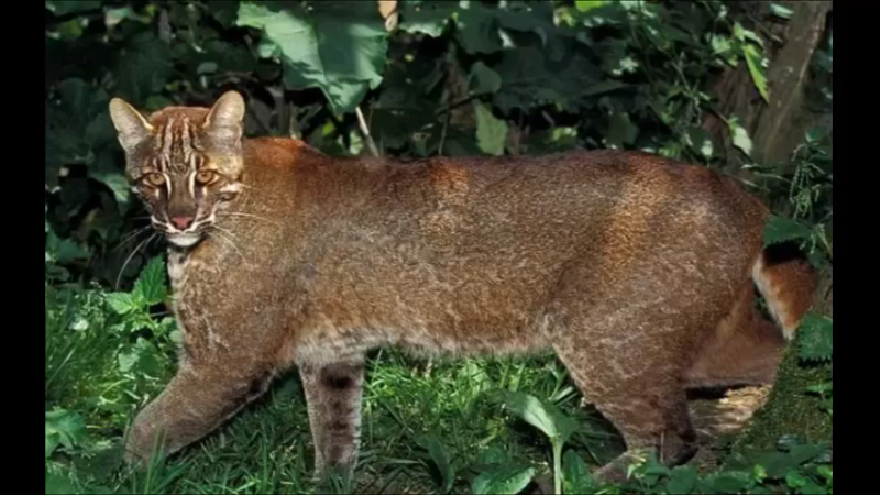 金猫
