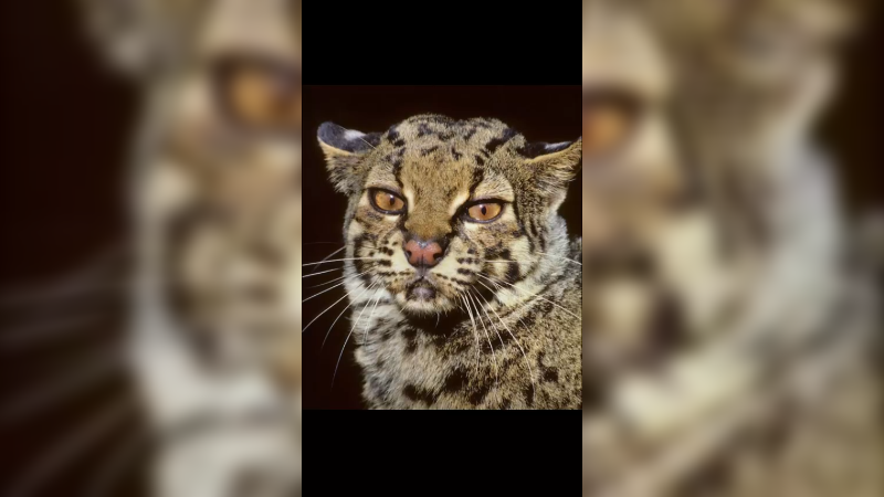 云猫