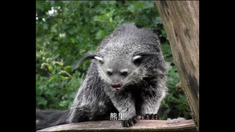 熊狸
