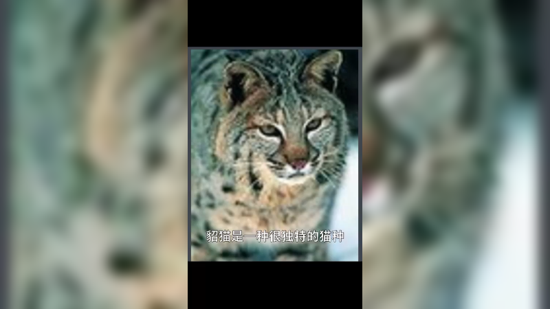 貂猫