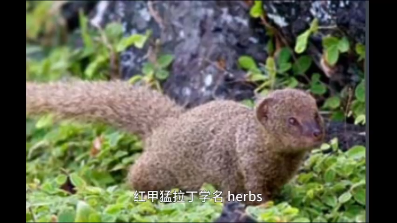 红颊獴