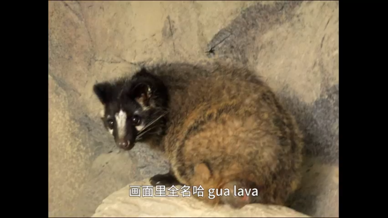 花面狸