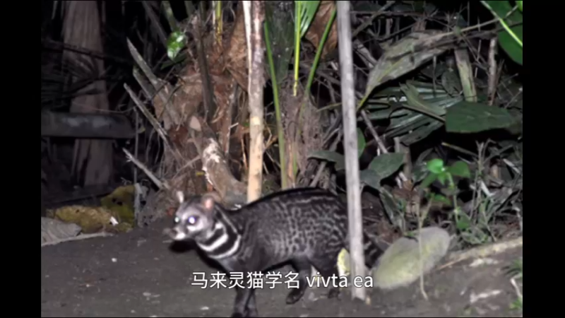 马来灵猫