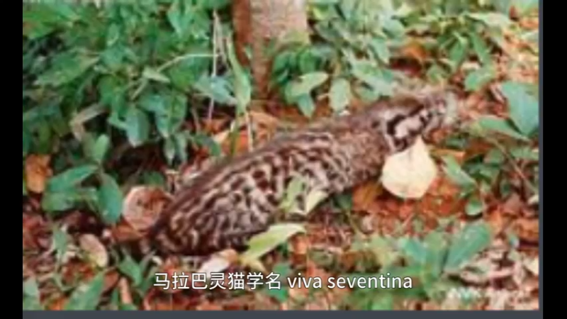 马拉巴灵猫