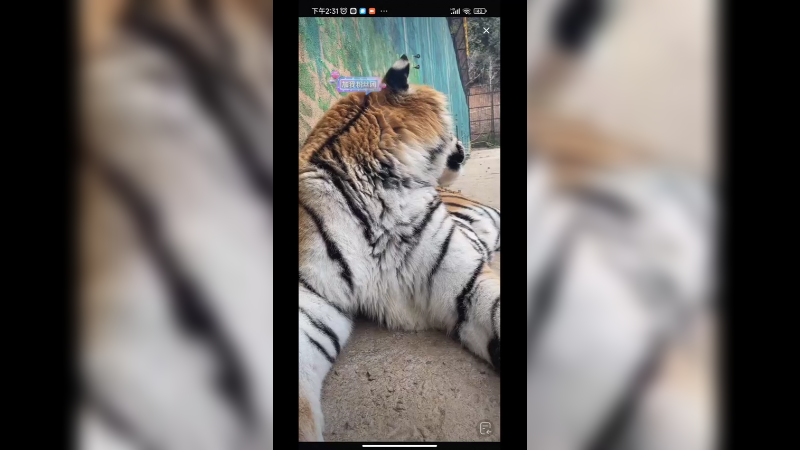 小老虎真有个性，不吃东西就回头看