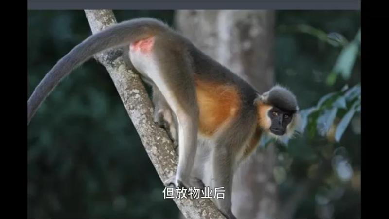戴帽乌叶猴