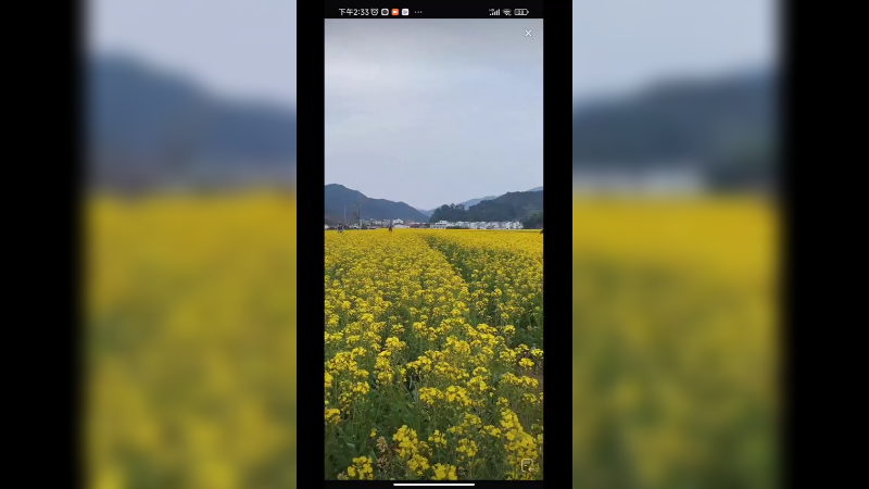 江西婺源的油菜花真好看啊