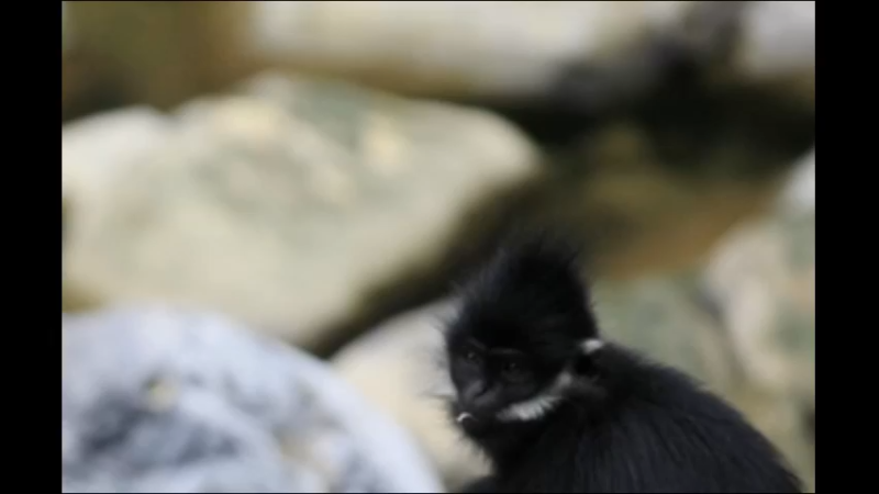 菲氏叶猴